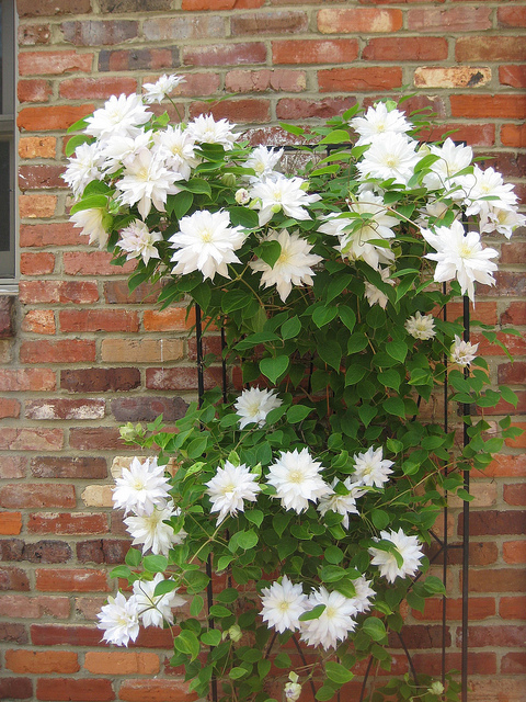 traveller's joy , leather flower , vase vine , Nelly Moser , شقایق پیچ